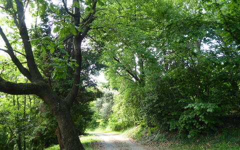 Casa Ballo delle Streghe, Garden, Montebelluna: Foglia, Albero, Ambiente Naturale, Verde, Ramo, Natura, Vegetazione, Strada, Foresta, Trail