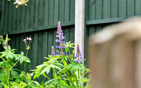 The Grove Annexe: Fiore, Petalo, Pianta Fiorita, Groundcover, Viola, Giardino, Wildflower, Pianta Erbacea