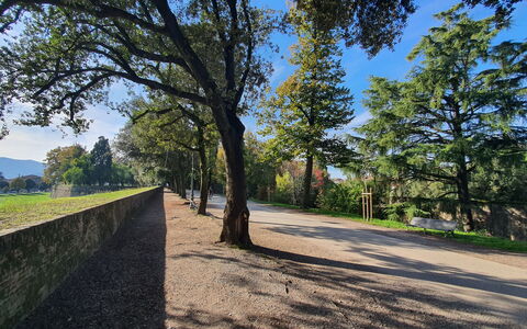 Ai Cantici: Albero, Foglia, Natura, Ambiente Naturale, Erba, Ramo, Vegetazione, Paesaggio Naturale, Paesaggio, Plain