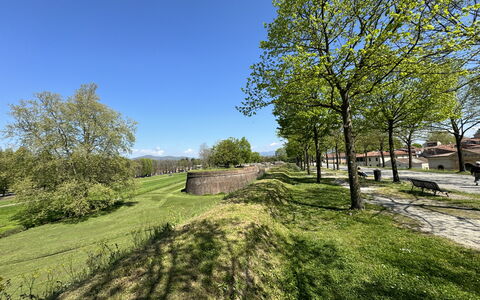 Il Cervo In Città: Albero, Erba, Ramo, Pascolo, Plain, Groundcover, Prato, Giardino, Prato, Pascolo