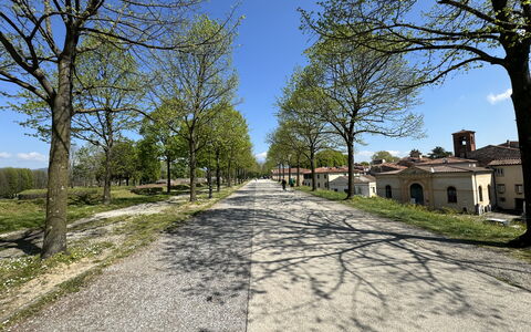 Il Cervo In Città: Albero, Ramo, Manto Stradale, Strada, Asfalto, Strada Transitabile, Tronco, Driveway, Trail, Suolo
