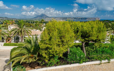 Vista Panoramica: Verde, Foglia, Vegetazione, Arbusto, Woody Impianto, Giardino, Landscaping, Sempreverde, Tropici