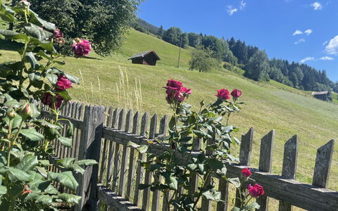 Panoramaperle: Fiore, Petalo, Primavera, Giardino, Pianta Fiorita, Recinzione, Pianta Erbacea, Rose Di Famiglia, Wildflower, Home Scherma