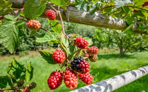 Jyrki - 100M from the Sea: Frutta, Produrre, Cibo, Natural Foods