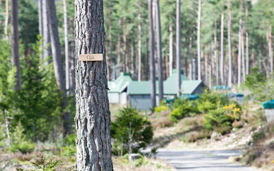 Alloggio:&nbsp;Oak Bothy 101.11