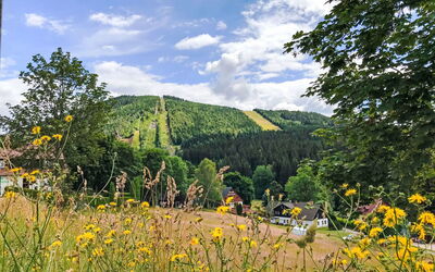 Harrachov 509: Albero, Paesaggio, Foresta, Prato, Hill Station, Pascolo, Larice, Piantagione