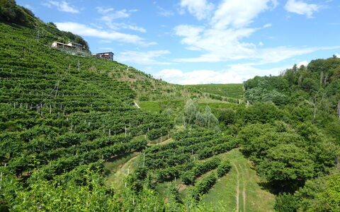 Chalet Fagarè, Pool, Sauna, Prosecco Hills: Verde, Vegetazione, Piantagione, Paesaggio, Agricoltura, Area Rurale, Comunita 'Impianto, Lotto, Campo, Hill Station