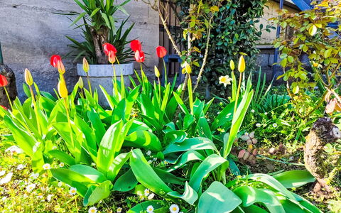 Papaveri e Papere: Fiore, Verde, Giallo, Petalo, Giardino, Pianta Fiorita, Primavera, Pianta Erbacea
