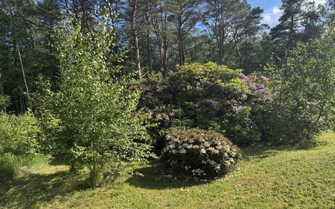 Alika - 300M from the Sea: Foglia, Vegetazione, Arbusto, Comunita 'Impianto, Giardino, Groundcover, Primavera, Riserva Naturale, Woody Impianto, Foresta