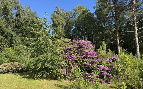 Alika - 300M from the Sea: Fiore, Vegetazione, Arbusto, Giardino, Comunita 'Impianto, Groundcover, Primavera, Viola, Woody Impianto, Riserva Naturale