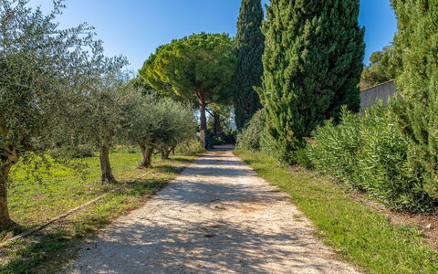 Palmeraie: Foglia, Albero, Erba, Verde, Ramo, Natura, Vegetazione, Arbusto, Comunita 'Impianto