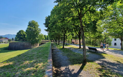 Casa Capolino: Albero, Erba, Natura, Primavera, Prato, Parco, Landscaping, Passerella, Sentiero