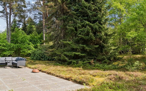 Jorid - from the Sea: Verde, Foglia, Vegetazione, Arbusto, Giardino, Comunita 'Impianto, Groundcover, Woody Impianto, Landscaping, Larice