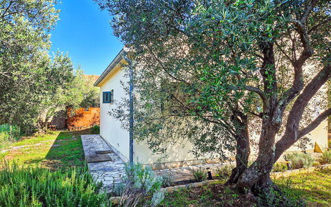 Sandra: Foglia, Ramo, Arbusto, Giardino, Woody Impianto, Ramoscello, Shade, Cortile, Landscaping, Backyard
