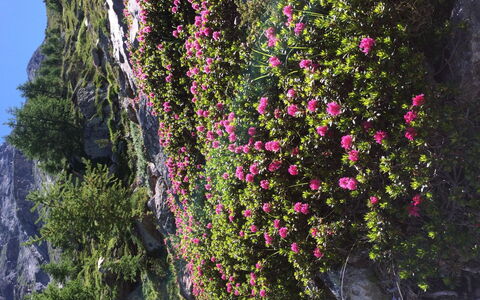 Sunstar: Fiore, Petalo, Roccia, Rosa, Groundcover, Pianta Fiorita, Primavera, Wildflower, Giardino, Roccia Di Fondo