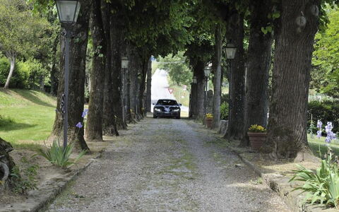 Villa Medicea Lo Sprocco: Albero, Manto Stradale, Ramo, Foglia, Strada, Strada, Strada Transitabile, Asfalto, Tronco, Passerella