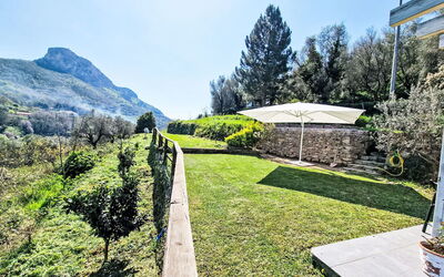 Le Radici Dell'Ulivo