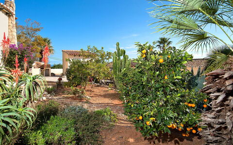 La Caissa: Vegetazione, Albero, Cielo, Giardino, Botanica, Pianta, Palma, Comunita 'Impianto, Fiore, Immobiliare