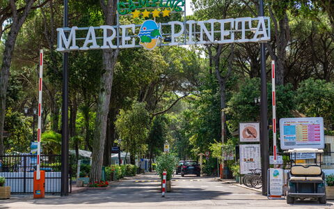 Lido di Spina 22: Legna, Tronco, Inverno, Ramoscello, Mobili Da Esterno, Congelamento, Woodland, Neve, Backyard