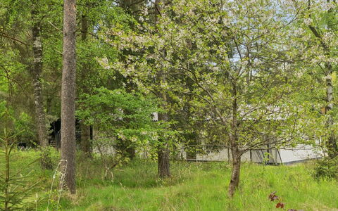 Aiko - 1.8Km from the Sea: Foglia, Albero, Ambiente Naturale, Verde, Legna, Vegetazione, Foresta, Comunita 'Impianto, Lotto, Tronco