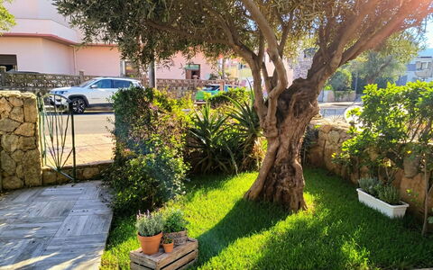 Sabbia e Lavanda: Arbusto, Giardino, Primavera, Woody Impianto, Shade, Landscaping, Prato, Cortile, Vaso Di Fiori