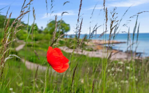 Yosefin - 50M from the Sea: Erba, Pascolo, Lotto, Villetta, Area Rurale, Prato, Edifici Giardino, Giardino, Capannone