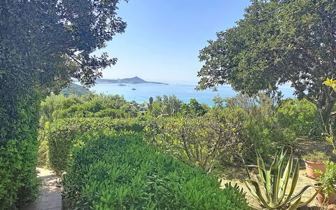 Pellicano: Foglia, Verde, Natura, Vegetazione, Paesaggio Naturale, Arbusto, Comunita 'Impianto, Giardino, Groundcover, Primavera