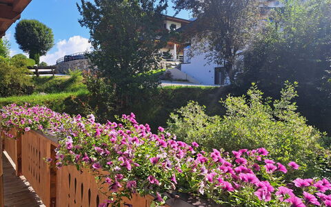 Weißbacher: Fiore, Arbusto, Rosa, Giardino, Viola, Primavera, Pianta Fiorita, Groundcover, Petalo