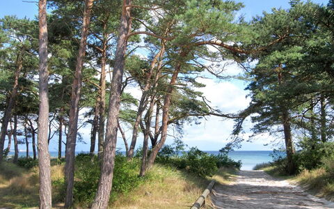 Bedrija - 200M from the Sea: Cielo, Ambiente Naturale, Legna, Ramo, Natura Selvaggia, Costa, Costiera E Morfologie Oceanic, Tronco, Mare, Riva