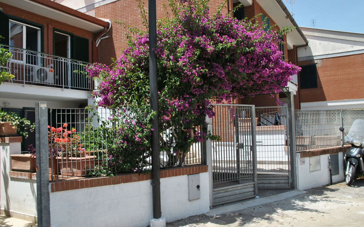 Bouganville