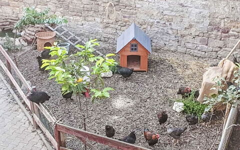 Tinkerhof Stahlhut: Giardino, Backyard, Cortile, Recinzione