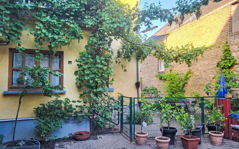Tinkerhof Stahlhut: Verde, Arbusto, Vaso Di Fiori, Primavera, Pianta Della Casa, Giardino, Cortile, Cortile, Backyard