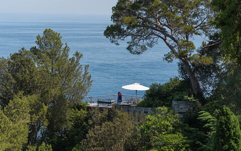 Portofino: Albero, Foglia, Vegetazione, Costiera E Morfologie Oceanic, Costa, Shade, Vacanza, Mobili Da Esterno, Tropici