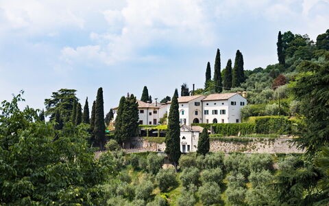 Galero: Architettura, Arbusto, Estate, Giardino, Landscaping, Villaggio, Sempreverde, Hedge, Piantagione