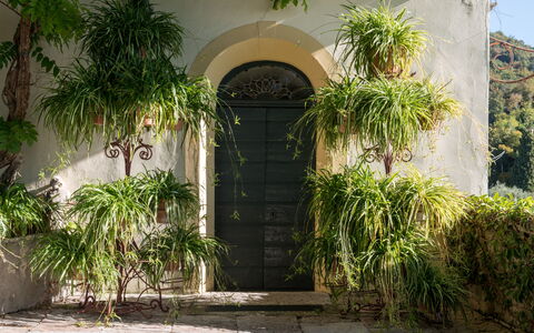 Galero: Vegetazione, Proprietà, Arco, Costruzione, Architettura, Casa, Botanica, Albero, Immobiliare, Porta