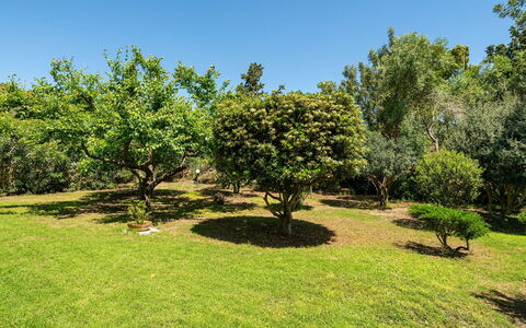 Malù House: Foglia, Ambiente Naturale, Ramo, Vegetazione, Arbusto, Comunita 'Impianto, Giardino, Plain, Piantagione, Woody Impianto