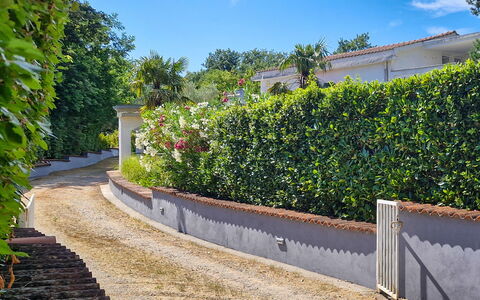 Filip: Verde, Foglia, Vegetazione, Arbusto, Hedge, Giardino, Landscaping, Shade, Passerella, Driveway