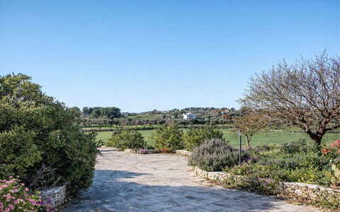 Trulli al Verde Viburno: Arbusto, Giardino, Comunita 'Impianto, Groundcover, Landscaping, Woody Impianto, Giardino Botanico, Shade, Hedge