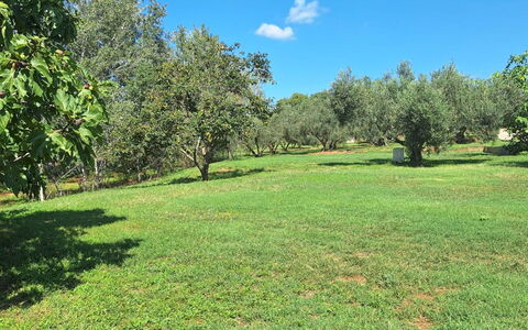 Argentona 642: Albero, Erba, Ambiente Naturale, Pascolo, Plain, Comunita 'Impianto, Lotto, Pascolo, Groundcover