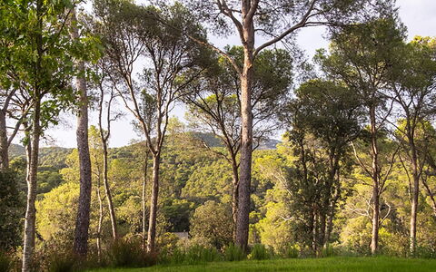 Villa Bamby: Foglia, Albero, Ambiente Naturale, Ramo, Natura, Vegetazione, Legna, Paesaggio Naturale, Foresta, Ecoregione