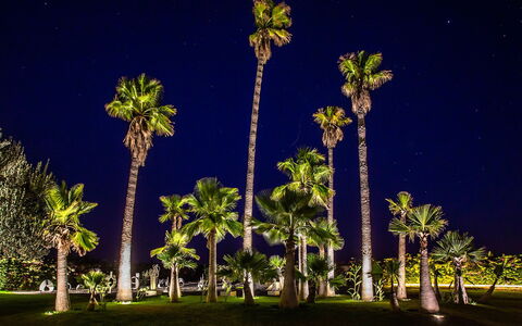 Villa Jamalu: Albero, Vegetazione, Tronco, Woody Impianto, Notte, Tropici