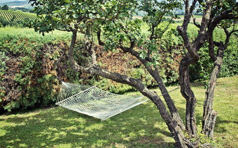 Villa Selvamica: Tronco, Giardino, Woody Impianto, Prato, Shade, Backyard, Piantagione