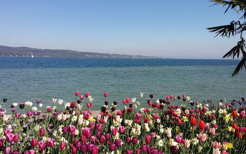 Villa Alina: Fiore, Petalo, Costiera E Morfologie Oceanic, Rosa, Mare, Primavera, Pianta Fiorita, Costa, Giardino, Oceano