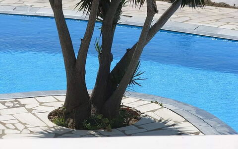 Villa Rose 1: Foglia, Piscina, Shade, Woody Impianto, Giardino, Landscaping, Cortile, Backyard, Tropici