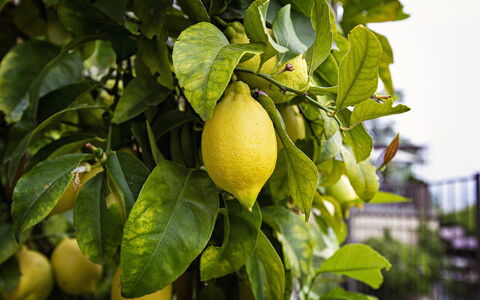 Apartment Vittoria: Frutta, Verde, Produrre, Giallo, Cibo, Ingrediente