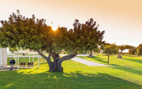 Green Hill: Erba, Foglia, Albero, Natura, Ramo, Paesaggio, Plain, Pascolo, Tronco, Prato