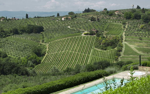 Villa Chianti: Piantagione, Agricoltura, Paesaggio, Arbusto, Lotto, Area Rurale, Hill Station, Campo, Groundcover, Vigneto