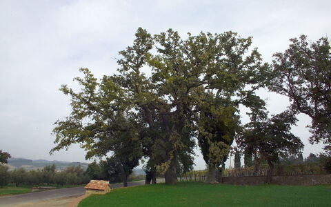 Villa Montichiello: Albero, Foglia, Ramo, Tronco, Woody Impianto, Sempreverde
