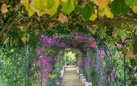 The Flower Garden: Fiore, Verde, Arbusto, Giardino, Primavera, Petalo, Pianta Fiorita, Giardino Botanico, Fiorai, Pergola