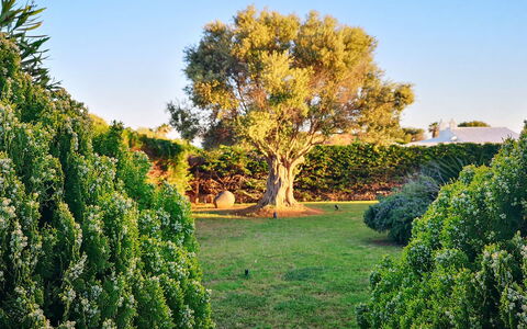 Villa Neper: Foglia, Verde, Natura, Vegetazione, Arbusto, Giardino, Comunita 'Impianto, Woody Impianto, Tronco, Luce Del Sole